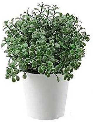 IKEA FEJKA Artifical Potted Plant Pot,in/Outdoor Green, 6 cm (2 ¼ ") Bonsai Artificial Plant  with Pot