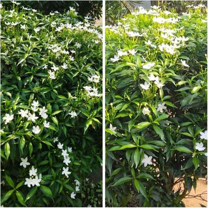 Sobuj Prithibi Nursery Elephant Creeper plant