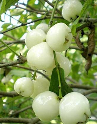 Bijaya Online Store Wax Apple White Wax Fruit