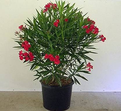 AloGardening Oleander Plant