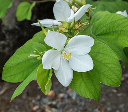 AloGardening Bauhinia Seed