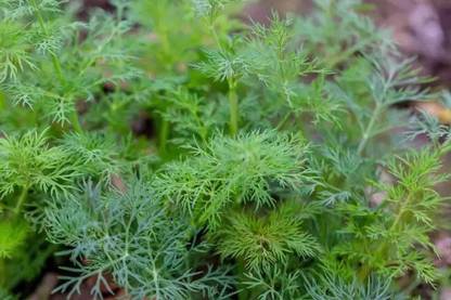 MAA Dill, Soya Seed