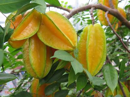 Cloud Farm Star Fruit Carambola Grafted Plant