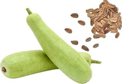 Lakshmi Bottle gourd Seed
