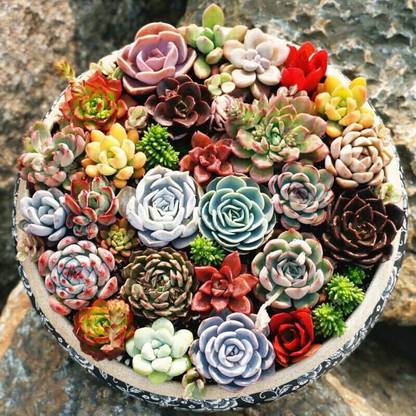 Srushtitraders Mixed Succulent Seeds, 100seeds/pack Seed