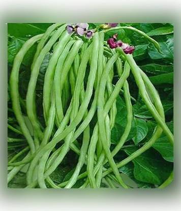 Lakshmi Long Beans, Kanchan Barbati Seed
