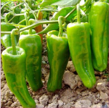 Lakshmi Hybrid CHILLI Seed