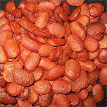 RUKDA Pongamia Pinnata, Pongam Oiltree, Indian Beech, Karanj Tree Seed