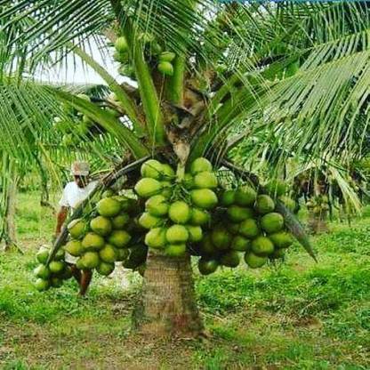 FSK Coconut Plant