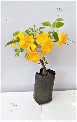 Chamunda Greens Cat's Claw Plant