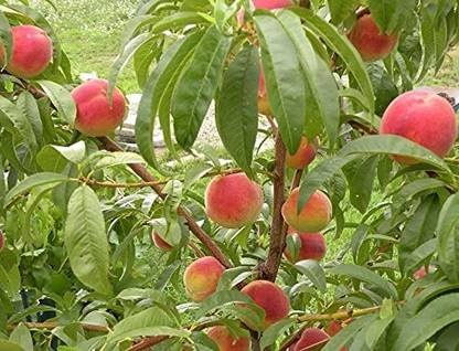 KANAYA Peach Fruit (Aadu) Fruit Seed