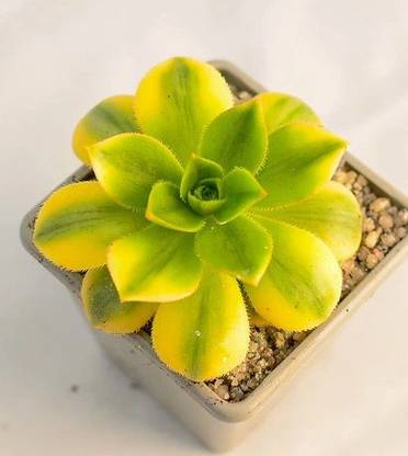Srushtitraders Aeonium ‘Floresens’ Succulent Seed