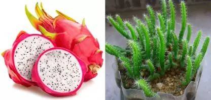 চালিশা ড্রাগন ফল সীড