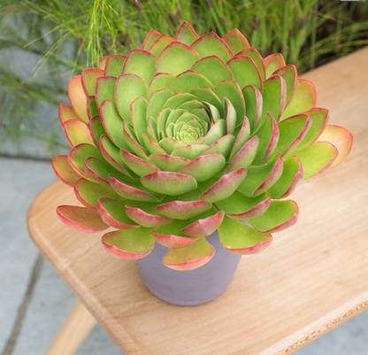 Srushtitraders x Semponium ‘Diamond’ succulent Seed