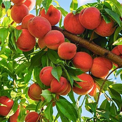 ACCELCROP Peach Fruit (Aadu) Fruit Seed