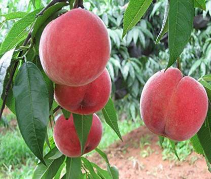 KANAYA Peach Aadu Fruit Seed