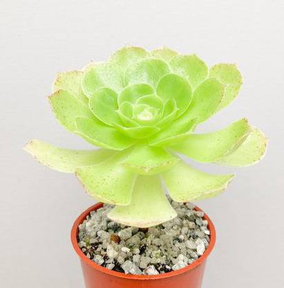 Srushtitraders Aeonium ‘Madeira Rose’ succulent Seed