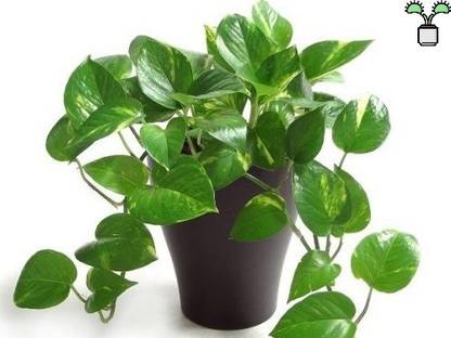 Real Nature Money Plant