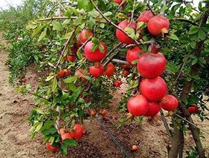 JR GLOBLE Pomegranate Plant