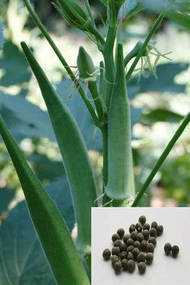 MondalNursery Ladies Finger/Bhindi Seed