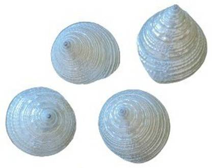 Akshayshree Sales 100% Small Moti Sankh [Pack Of 1] (4 pcs)Height 2-3cm Decorative Shankh