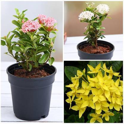 JR GLOBLE Trothic Ixora/Chethi Plant