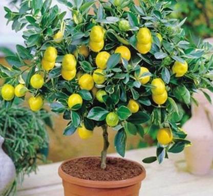 LaughEarth Lemon Plant