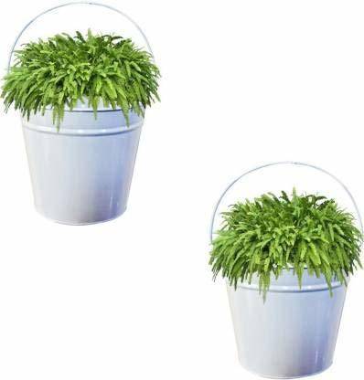 TheBuy Collection Pail Bucket Galvanized Metal Hanging Planter (White Height 23 cm) - Set of 2 Plant Container Set