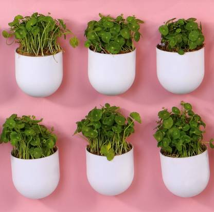 Blume planters Bubble Wall Hanging Planter Bubble Small Set of 6 Plant Container Set