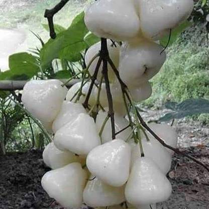 HERBALISM White Jamun Seed