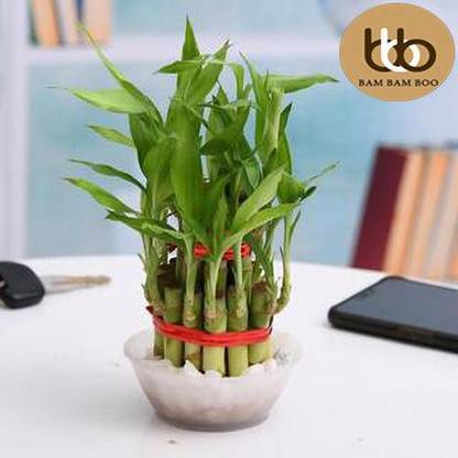 BAM BAM BOO Dieffenbachia Plant