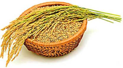 KALAGIA PUSA BASMATI RICE 1401(1000 per packet) Seed