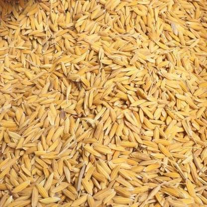 KALAGIA PUSA BASMATI RICE 1401 - 2000 PER PACKET ) Seed