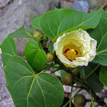 RUKDA Paras Pipal Plant Seed