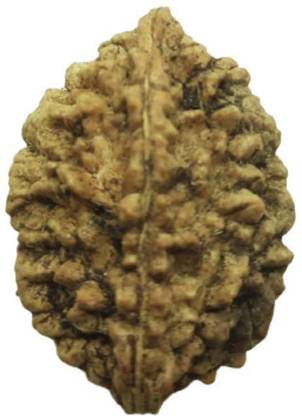 rsp RSP Bhadraksh Dana Bhadraksh Beads Original Without Natural Hole Inside Akhandit Wood