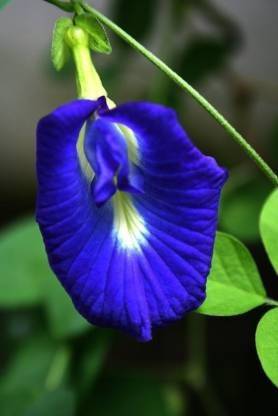 BALA PLANT CREATION Aparajita/ Butterfly Pea Plant