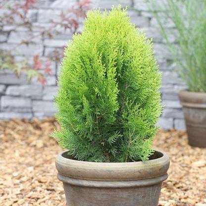 MondalNursery Platycladus/Morpankhi Plant