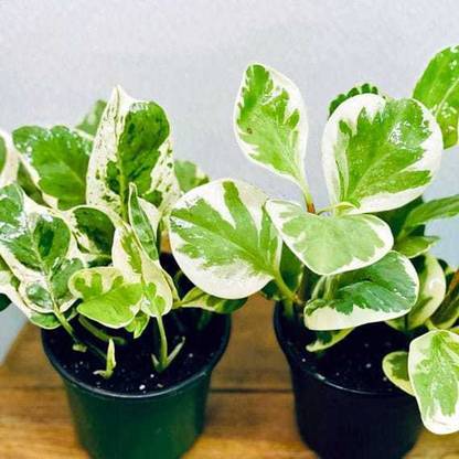 Amazing Gurden White Money Plant