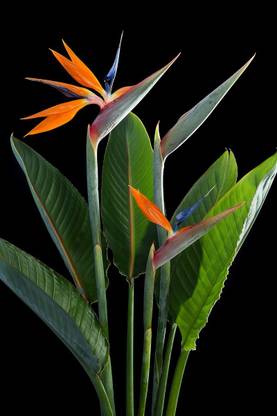 GreenHorizon Bird of Paradise Plant