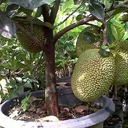 Cloud Farm Jack Fruit Plant