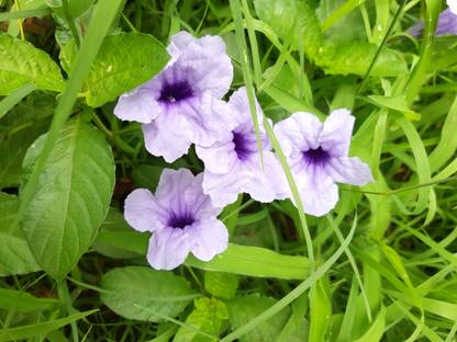 RuelandSteve ruellia tuberosa Seed