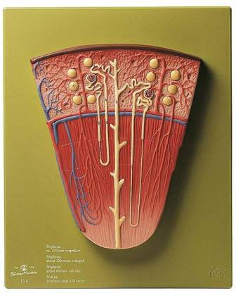 Myra Scientific NEPHRON MODEL Anatomical Body Model
