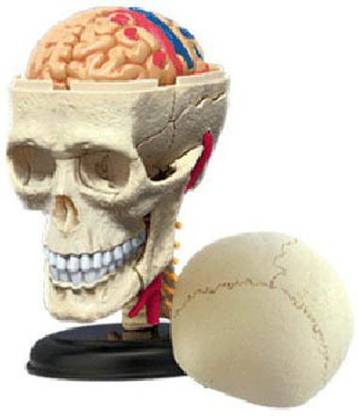 4D Master Human Cranial Nerve Skull Model