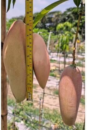 Rainbow Garden Mango Plant
