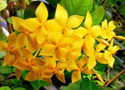 JR GLOBLE Madhumalti/Rangoon Creeper