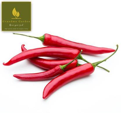 Handymade High Quality Andhra HOT Red Chilli Seed