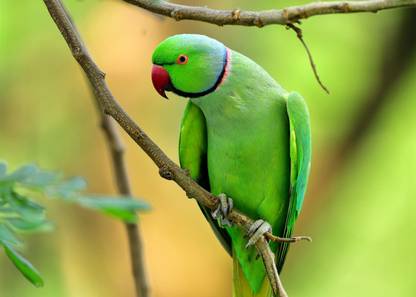 Online Collection 30.48 cm parrot Sticker Poster, parrots stickers, (18 inch X 12 inch, Rolled) Non-Reusable Sticker