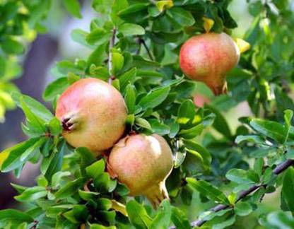 minatigreenhouse Pomegranate Plant