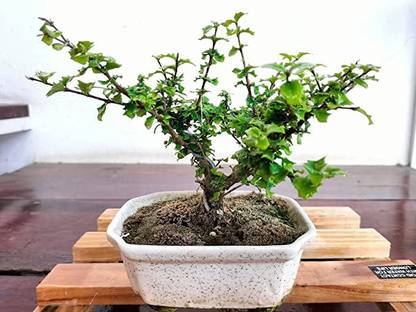 Greenery Nursery Ficus Bonsai