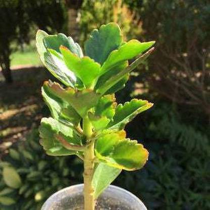 Cloud Farm Bryophyllum Pinnatum/Patharchatta Plant Price in India - Buy ...